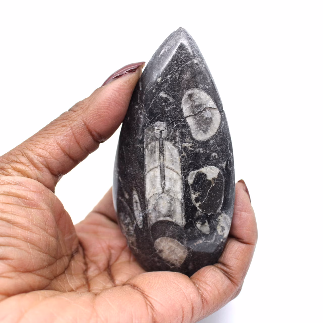 Orthoceras fossiel Marokko