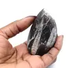 Orthoceras van Marokko - 0