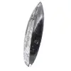 Gepolijste orthoceras uit Marokko - 2
