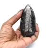 Fossiel van Orthoceras uit Marokko - 13