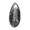 Gepolijste orthoceras - 1