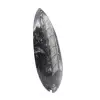 Gepolijste orthoceras - 3