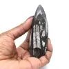 Fossiel van Orthoceras uit Marokko - 14
