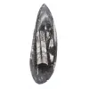 Orthoceras fossiel Marokko - 1