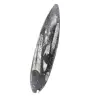 Orthoceras fossiel Marokko - 2