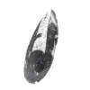 Fossiel van Orthoceras uit Marokko - 2