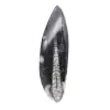Orthoceras fossiel Marokko - 1