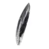 Orthoceras fossiel Marokko - 2