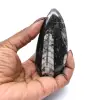 Fossiel van Orthoceras - 0