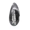 Fossiel van Orthoceras - 1