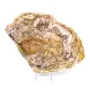 Natuurlijk gepolijst fossiel hout - 2