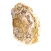 Natuurlijk gepolijst fossiel hout - 3