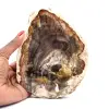 Natuurlijk gepolijst gesilicificeerd hout - 0