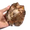 Natuurlijk versteend hout - 0