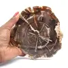 Gepolijst fossiel hout uit Madagaskar - 0