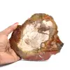 Schijfje gefossiliseerd hout uit Madagaskar - 0