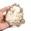 Natuurlijk gepolijst fossiel hout - 0