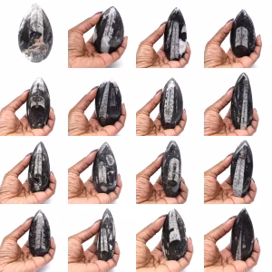 Fossiel van Orthoceras uit Marokko