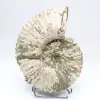 Ammoniet Douvilleiceras inaequinodum - 1