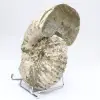 Ammoniet Douvilleiceras inaequinodum - 2