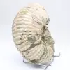 Ammoniet Douvilleiceras inaequinodum - 3