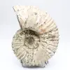 Ammoniet Douvilleiceras inaequinodum - 4