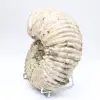 Ammoniet Douvilleiceras inaequinodum - 6