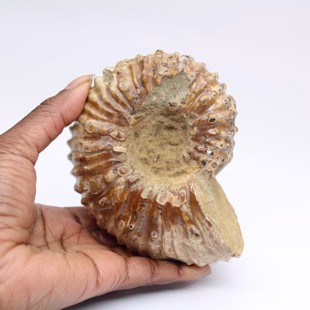 Ammoniet Douvilleiceras inaequinodum