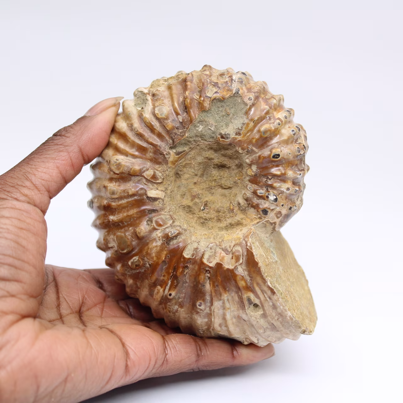 Ammoniet Douvilleiceras inaequinodum