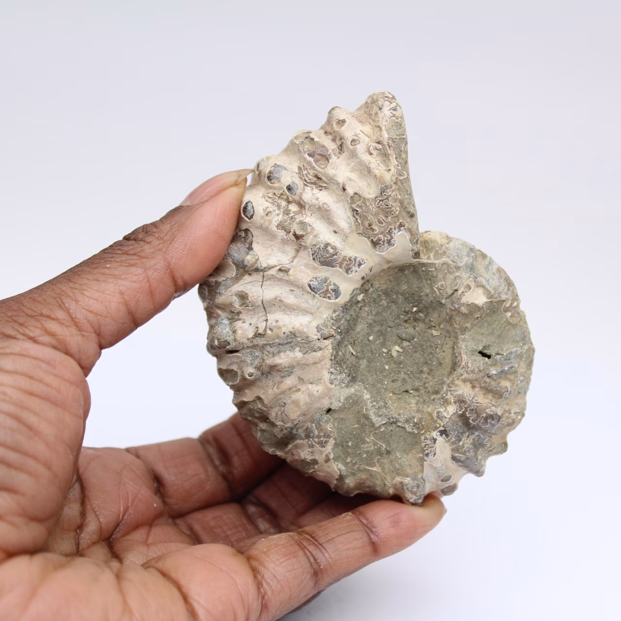 Ammoniet Douvilleiceras inaequinodum