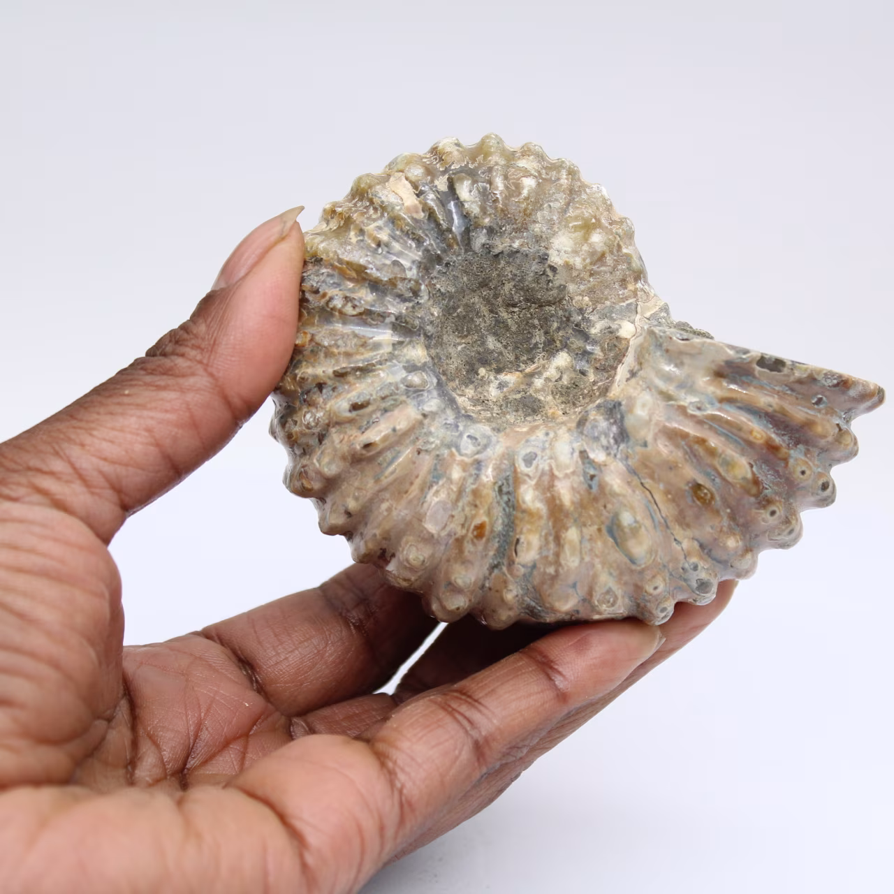 Ammoniet Douvilleiceras inaequinodum