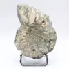 Ammoniet Douvilleiceras inaequinodum - 1