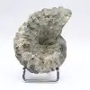 Ammoniet Douvilleiceras inaequinodum - 4