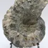 Ammoniet Douvilleiceras inaequinodum - 5