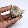 Ammoniet Douvilleiceras inaequinodum - 0