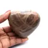 Microklien van Madagaskar - 1