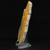 Hommeljaspis: Indonesisch exemplaar - 3