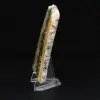 Gepolijst compact exemplaar van Hommeljaspis - 6