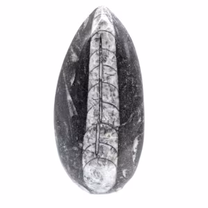 Fossiele orthoceras uit Marokko