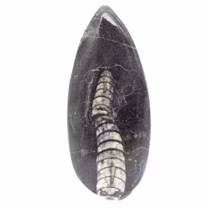 Fossiele Orthoceras