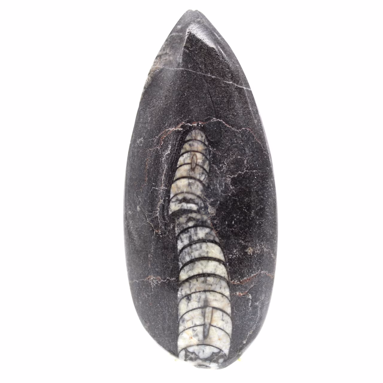Fossiele Orthoceras