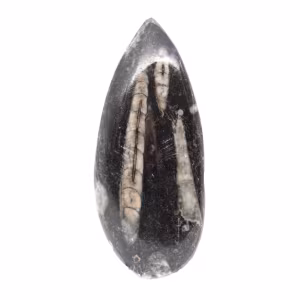 Fossiele orthoceras uit Marokko