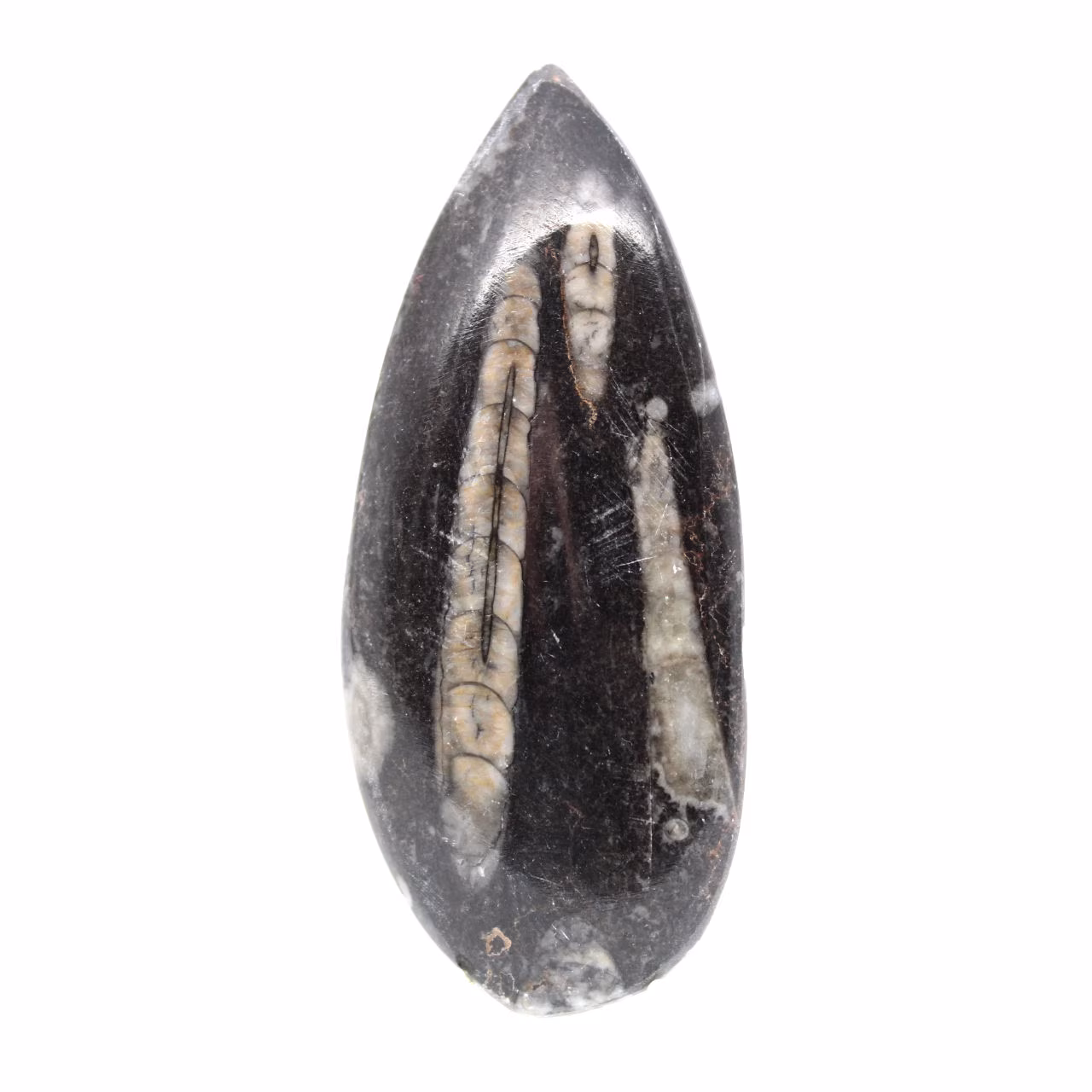 Fossiele orthoceras uit Marokko
