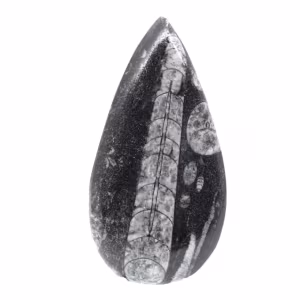 Fossiele Orthoceras