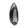 Fossiele Orthoceras - 0