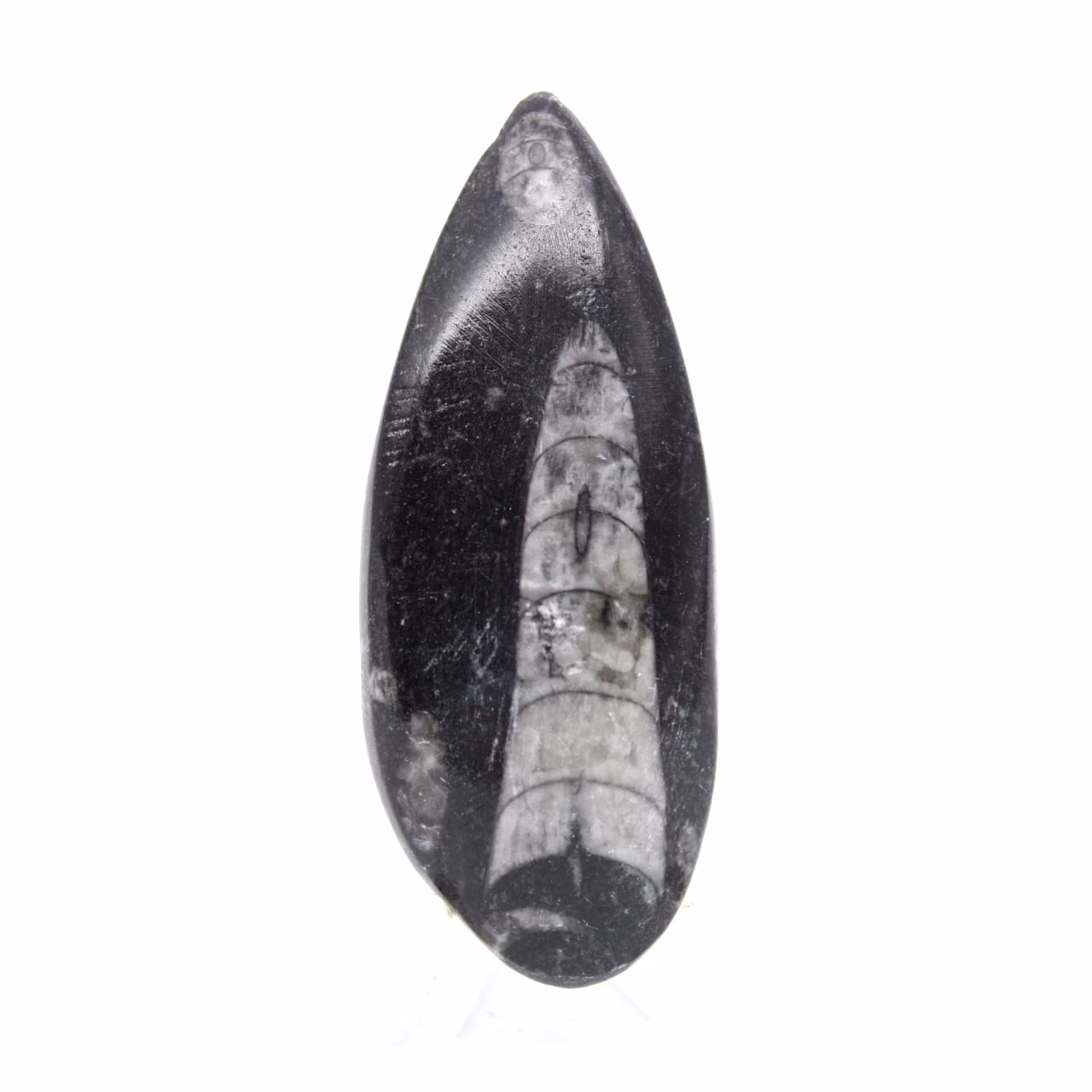 Fossiele Orthoceras
