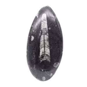 Fossiele orthoceras uit Marokko
