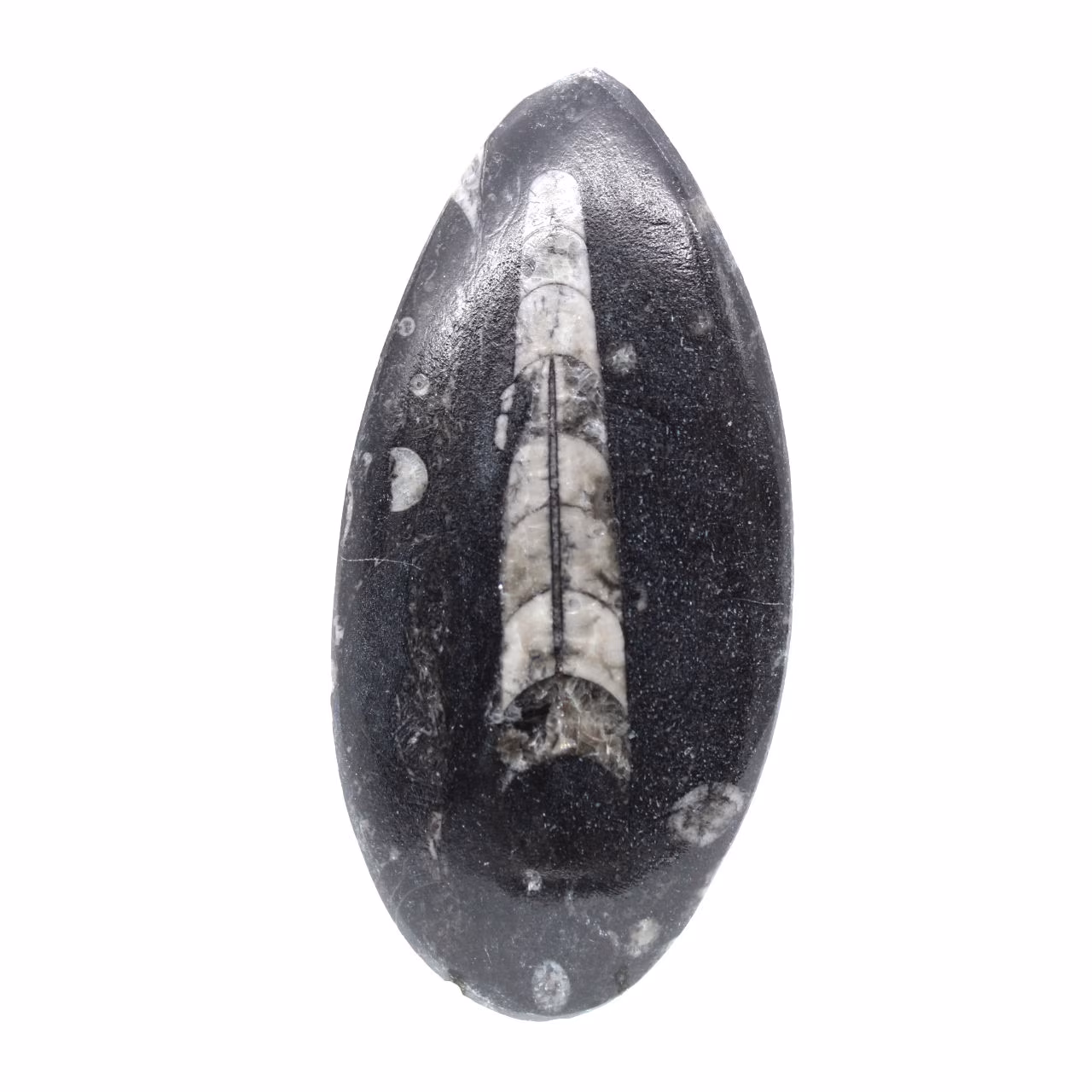 Fossiele orthoceras uit Marokko