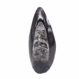 Fossiele orthoceras uit Marokko