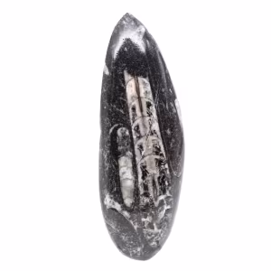Fossiele Orthoceras